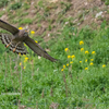 2019年4月7日の鳥撮り-千葉県北東部