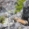 東ヌプカウシ山へ③（7月9日）