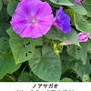 線路脇の「雑草園の秋の花」を改めて集めてみました．花がくたびれたシオン，咲き続けているオシロイバナ．代表選手はセイタカアワダチソウとコセンダイグサ．そしてひときわ高く蔓を伸ばしたノアサガオ（リュウキュウアサガオ）．「一般のアサガオに比べると，格段に強健．繁殖力も旺盛」な植物であることがよく分かります．系統的には，普通のアサガオのごくごく近縁であることがわかっていますが．　あさ顔の濃き藍の花のひとつより流れて空の色となりぬらし　太田水穂