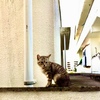 Cats living on the South Island.