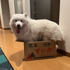 スイカ
