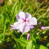 年に何回も咲いてくれる薄紫のフロックス
