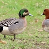 水元公園の野鳥　センダイムシクイ・オナガ×ヒドリガモ　２０２４年４月７日