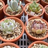 遮光ネットなしで溶けそうな多肉植物と二日続けてのデニッシュ。