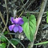 サクラスミレ　　華やかなスミレ