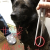 甲斐犬サンの「ドッグショーチャンピオンへの道」〜ヽ〔ﾟДﾟ〕ﾉ ﾊｲｽｺﾞｲｽｺﾞｲ‼︎