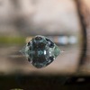 オオアタマガメ Platysternon megacephalum