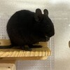 くろごまあん二世 213日目