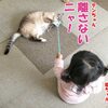 １才児がネコと遊んであげるなんてビックリ！