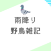 雨降りに鳩との出会いと野鳥との付き合いを考える