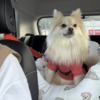 イッヌ、車に慣れる。そして飼い主はまた悩み始める。