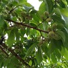 ラブ&ピーチ　福島の桃🍑　収穫前ダイジェスト