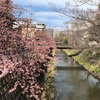 河津桜の見ごろ