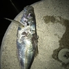 家族で楽しめるちょい投げ釣り＆泳がせ釣りをしてきたので、初心者向けに詳しく解説します。新舞子マリンパーク編。