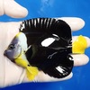 【現物8】パソニファーエンゼル 10.5cm± ! 海水魚 ヤッコ 15時までのご注文で当日発送【ヤッコ】