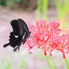 リハビリ登山の第２弾！（花散策も兼ねて～九千部山から石谷山）