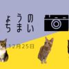 ねこ写真　〜3にゃんずの今日の一枚〜　(12月25日)