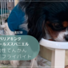 犬／特発性てんかん／発作フライバイトの投薬記録②～肝臓数値～