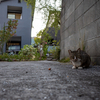 地元住宅街のねこさん