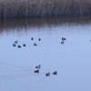 野鳥観察な朝