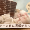ハムスターの目がおかしい？考えられる5つの病気とそれぞれの対策