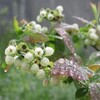 ブルーベリーの花が満開