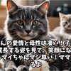 母猫マイちゃんの子育て奮闘記