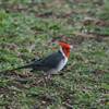 Red-crested Cardinal　コウカンチョウ