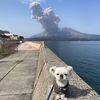 桜島の噴火・・　鹿児島県垂水市