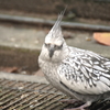 インコといいつつ、オウムです。