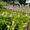 あじさいの里．．蒲郡　かたはら温泉