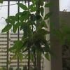 8/20 かわいい大豆の花