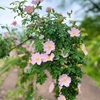 その②神代植物公園。薔薇だらけ後編と道端の花に。