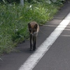 湖畔道路のキタキツネ