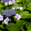 朝紫陽花と Zeiss Otus