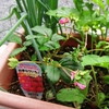 家庭菜園用イチゴ栽培