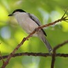 セグロフクレヤブモズ(Black-backed Puffback)など