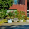 洞峰公園の秋薔薇～つくば市とその周辺の風景写真案内（１１８５） 