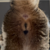 お尻を見せてくれるきなこもち(￣▽￣)