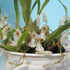 Coelogyne demissa