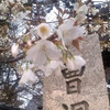 寺町松月寺の桜　2013／4月9日