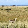 【道央・道東ぐるり旅⑤】この世の果てと言われる野付半島に近い、標津ぷるけの館ホテル川畑へ宿泊。