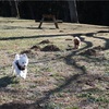 犬と自然公園散歩　泉自然公園