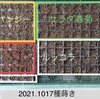 １０月 種蒔き。その後の定植まで随時更新