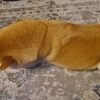 おもちゃで遊ぼう、だよ
