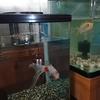 再び水換えだけで元気になる金魚