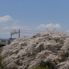 2023年桜の季節　4/1の相鉄線