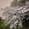 夜桜🍺見物🌸
