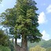 愛知と長野の県境　月瀬の大杉と武節城址　