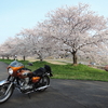 Cherry blossoms in full bloom